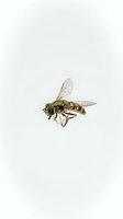 Striped hover fly with yellow and black markings displayed against white background, suitable for educational, scientific, and nature illustration projects.