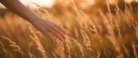 Hand gently touching golden wheat field at sunset with warm light creating peaceful agricultural scene for wellness and nature connection concepts.