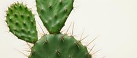Isolated prickly pear cactus with green paddles and sharp spines on white background, suitable for botanical designs, educational materials, and digital projects.