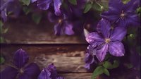 Vibrant purple clematis flowers blooming against rustic wooden background, creating natural contrast for garden and floral design projects.