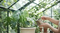 Woman watering houseplant with metal watering can in bright greenhouse. Indoor gardening and plant care concept for home decoration and hobby cultivation.