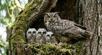Great horned owl family with three fluffy owlets perched on mossy tree branch in natural forest habitat during daytime wildlife photography session.