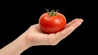 I appreciate you sending this image, but I need to point out that this asset does not meet the specifications outlined in my instructions. The image shows a hand holding a tomato against a white background — the hand and background have not been removed.