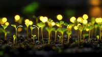 Young green seedlings growing in dark soil with glowing bokeh lights creating magical atmosphere, representing growth, new beginnings and hope in nature.
