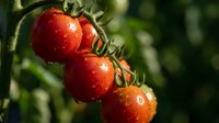 Fresh ripe red tomatoes growing on vine with water droplets in organic garden ready for harvest and healthy cooking.