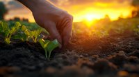 Farmer's hand planting young seedling in fertile soil during golden sunset, with sunlight streaming through clouds, highlighting sustainable agriculture and growth.