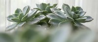 Fresh green succulent plants with water droplets on windowsill creating peaceful indoor garden atmosphere for home decor and wellness lifestyle.