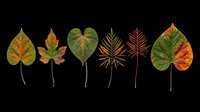 Autumn leaves collection with various shapes and colors isolated on transparent background, ready for clipart, t-shirt design, stickers, print-on-demand products and sublimation projects.
