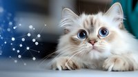 Adorable ragdoll cat with striking blue eyes and white fluffy fur gazing upward at glowing constellation pattern against dark background, creating magical atmosphere.