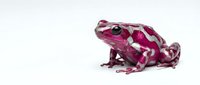 Vibrant magenta frog with distinctive spotted pattern isolated on white background, suitable for educational materials, wildlife design projects, and nature-themed graphics.