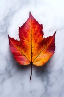 Vibrant red and orange autumn maple leaf on white marble background showcases natural gradient colors and detailed leaf structure, perfect for seasonal designs.