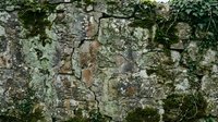 Old weathered stone wall with moss and ivy growing through cracks creating natural rustic texture for backgrounds and architectural design projects.