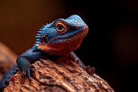 Colorful bearded dragon lizard with blue and orange scales resting on textured wood branch against dark background for reptile and exotic pet themes.
