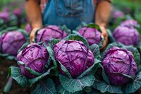 Fresh purple cabbage heads with vibrant green leaves held by farmer in garden. Close-up view of organic vegetables during harvest season shows rich natural colors.