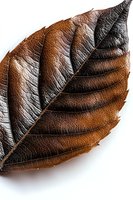 Dried autumn leaf with detailed veins and rich brown tones on white background, showcasing natural texture and seasonal change.