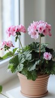 Pink flowering geranium plant in terracotta pot on windowsill, soft natural lighting highlights delicate petals and lush green foliage.