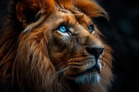 Majestic lion with striking blue eyes and rich brown mane gazing upward against dark background, dramatic lighting highlights facial features and fur texture.