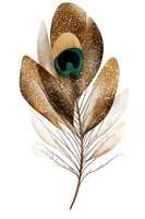 Elegant peacock feather with golden brown tones and teal eye spot on white background, isolated for decorative design projects.