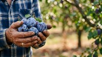 Farmer holding fresh blueberries in hands at harvest time in orchard garden, agricultural produce and farming concept.