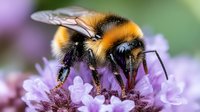 Macro shot of bumblebee collecting nectar from purple flower, showing detailed texture of fuzzy body, wings and legs against soft blurred floral background.