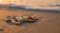 Colorful seashells scattered on golden beach sand at sunset with gentle ocean waves in soft focus background creating peaceful coastal atmosphere.