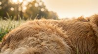 Highland cattle with long shaggy coat grazing in pastoral field during golden hour sunset creating warm atmospheric farming scene for agricultural content.