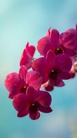 Vibrant purple orchid flowers blooming against soft blue sky background. Tropical exotic floral arrangement for spa wellness and nature photography projects.