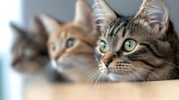 Three curious cats with bright blue eyes peeking over wooden surface, close-up portrait showing feline expressions and attentive gazes in soft natural lighting.