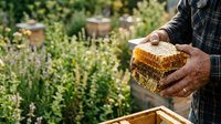 Beekeeper holding honeycomb frame with golden honey in apiary garden, showcasing natural beekeeping and honey production for agricultural and food industry use.