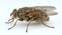 Robber fly isolated on white background, detailed macro view of predatory insect with large compound eyes and powerful legs for hunting.