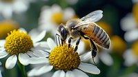 Honey bee collecting nectar from white daisy flower in garden, macro photography showing detailed wings and stripes. Natural pollination process in spring.
