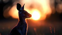 Kangaroo silhouette against golden sunset sky in Australian outback wilderness landscape with warm orange light creating dramatic backlit wildlife scene.