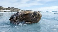 Massive walrus emerging from icy Arctic waters with tusks visible, splashing in cold polar marine environment with snowy landscape background.