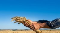 Farmer holding golden wheat ears in hand against clear blue sky and harvested field landscape.