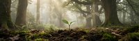 Young green plant seedling growing from rich soil in misty forest with sunlight rays filtering through trees creating hopeful growth and renewal concept.