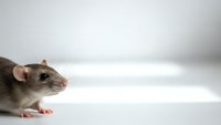 Small gray and white laboratory rat with pink ears and nose positioned on clean white surface with copy space for scientific research concepts.
