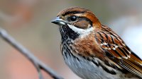 Small brown sparrow bird with striped feathers perched outdoors in natural habitat showing detailed plumage patterns and markings for wildlife photography.