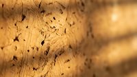 Close-up macro shot of natural wood grain texture with dark knots and organic patterns. Warm golden lighting creates depth and highlights surface details.