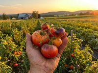 Fresh ripe tomatoes in farmer hand at sunset over organic vegetable garden with rural landscape and mountains in background for healthy food concepts.