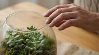 Young adult male hand reaching toward glass terrarium containing succulent plant on wooden surface, indoor gardening and plant care concept.