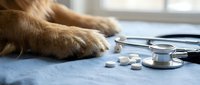 Dog paws resting near stethoscope and white pills on medical examination table in veterinary clinic office for pet healthcare and treatment.