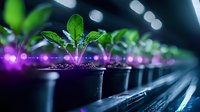 Young green seedlings growing in pots under LED grow lights with purple glow, modern agriculture and indoor farming concept, bokeh background.