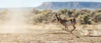 Pronghorn antelope running across desert landscape with dust cloud, showcasing speed and agility in natural habitat with mountains and shrubs in background.