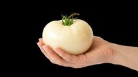 Hand holding fresh white tomato with green stem isolated on transparent background, ready for clipart, t-shirt design, print-on-demand products, stickers, and sublimation projects.