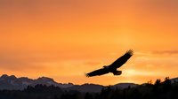 Eagle soaring in flight against golden sunset sky with mountain silhouettes, wildlife and nature scene for backgrounds and editorial use.