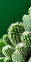 Macro shot of small round cactus with white spines against dark green background. Sharp detail shows geometric pattern of thorns on multiple succulent segments.