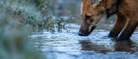 Brown bear drinking water from natural stream in wilderness habitat during daytime with shallow depth of field creating peaceful wildlife moment.