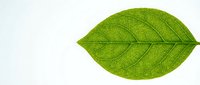 Fresh green leaf with visible veins isolated on white background, suitable for nature, wellness, organic and environmental design projects.