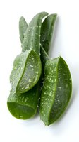 Fresh okra pods with water droplets isolated on white background, ready for culinary and food design projects.