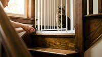 Tabby cat sitting behind white safety gate on wooden staircase while person holds gate latch in cozy home interior with natural lighting.